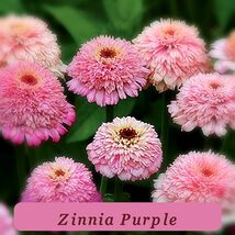 7516 zinnia purple pop thumb200