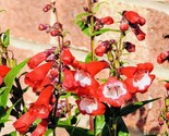 Penstemon Scarlet Queen Flower Seeds Heirloom Non Gmo Fresh Harvest Fast... - $8.99