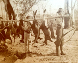 Kangaroo Hunters Bringing Game New South Wales Australia 1903 Kilburn St... - £76.25 GBP