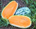50 Tendersweet Orange Watermelon Seeds Heirloom Non Gmo Fresh Fast Shipping - £7.20 GBP