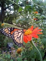 30 Seeds Mexican Sunflower Torch Tithonia Speciosa Instant Charm With Heirloom G - $8.35