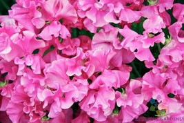 50+ Milly Sweet Pea Seeds - $8.48