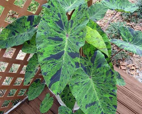 MOJITO** Elephant Ear Colocasia Esculenta SMALL Rooted Starter Plant - $19.99
