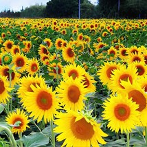 30 Seeds Heirloom Garden &#39;smiling face&#39; Sunflowers with orange eye - $167.24 MXN