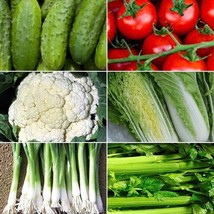 Fresh New Garden Vegetable Seed Collection #2 6 Pack Variety Of Seeds USA Seller - $79.98