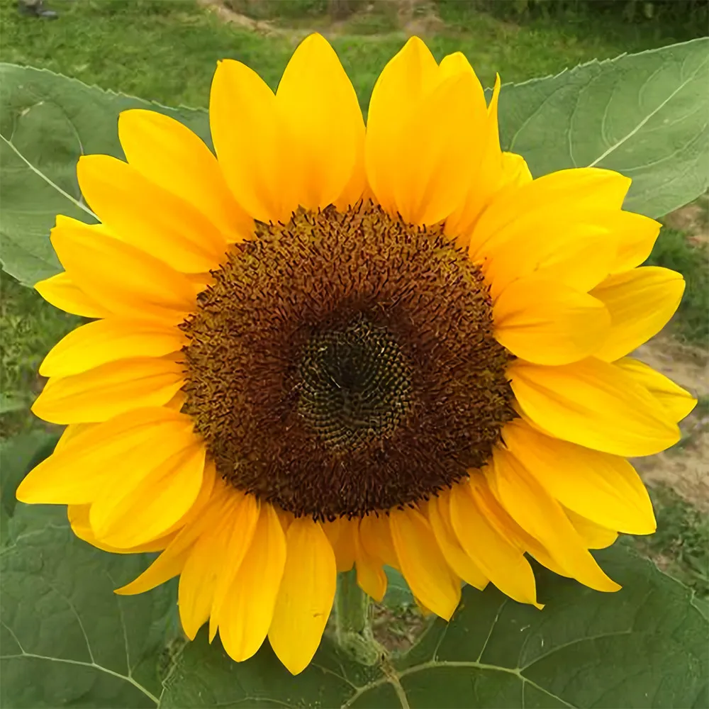 Golden-Brown Sunflower 50 Seeds (60cm Tall) - €7,25 EUR