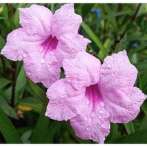 5 Starter Plant Pink Mexican Petunia, Ruellia brittoniana Rooted Easy to... - £16.40 GBP