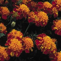 35 Seeds Janie Spry Marigold Flower Annual - $16.65