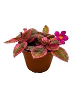 Episcia Pink Smoke, 2 inch Rare Variegated Flame Violet Flowering gesneriad - £14.73 GBP