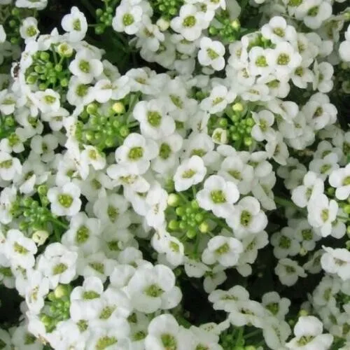 Alyssum Sweet Carpet Of Snow Perennial White Heirloomnon-Gmo 1000 Seeds - £8.60 GBP