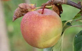 25 Goldrush Apple Seeds Non-GMO, Heirloom, Fast Shipping - $8.96