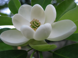 SWEETBAY MAGNOLIA qt. pot  Laurel Magnolia, Swamp Magnolia - (Magnolia virginian image 1