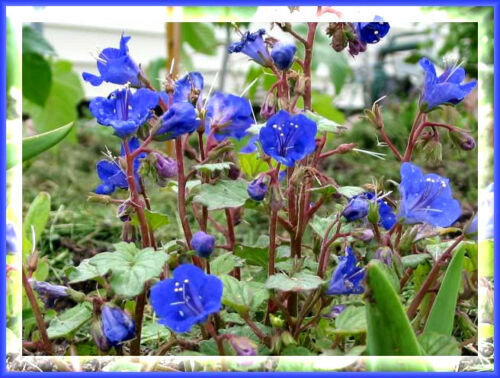 SHIPPED FROM US 400 California Bluebell Desert Canterbury Flower Seeds, LC03 - £11.99 GBP