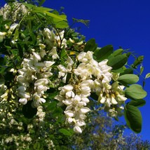 New Fresh Seeds Tree Seeds Black Locust Tree 20 Seeds Multi Purpose Tree Robinia - $19.36