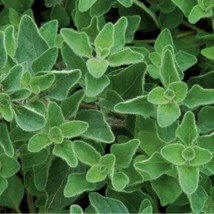 New Greek Oregano half gram Fresh Herb Grown/Harvested Fresh USA Garden - $9.95