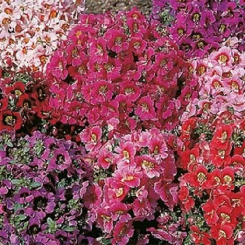 500 Butterfly Flower Seeds Angel Wings Mix Flower Seeds - £9.55 GBP