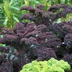 Scarlet Kale, NON-GMO, Dark Purple, Ornamental and Edible 500 - $6.99