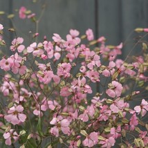 HS 40 Saponaria Pink Beauty Seeds - $5.51