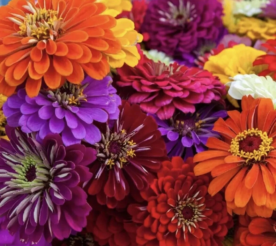 California Giant Zinnia Mix Seeds Flower Blooms Easy Garden Flora Butterfly - $4.12