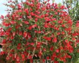 Crimson Bottlebrush Flower Tree Seeds (Callistemon Citrinus) 30 Seeds Us... - $7.49