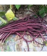 15 Purple-red Yard Long Bean seeds Planting Seeds - $8.50