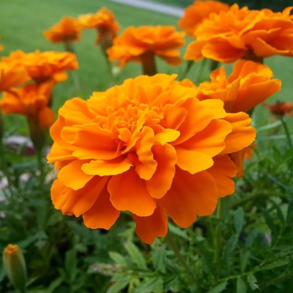 Tangerine Marigold Seeds for Garden Planting 25 Seeds Fast Shipping US - $10.99