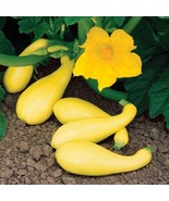 10 Vegetable Seeds Summer Yellow Squash - £4.70 GBP