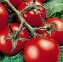 25 Fresh Heirloom Moneymaker Tomato Seeds - £3.18 GBP