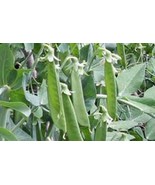 KKG Peppermint Seeds Fresh Garden - €6,75 EUR