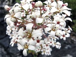 HGBO 75 Seeds Pure White Saxifraga &quot;Spring Snow&quot; Flower Seeds Evergreen Perennia - $8.35