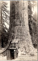 RPPC Fraternal Monarch Quadrupled Tree Lilley Redwood Park Postcard Y12 - £7.92 GBP