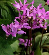 25 Midland Shooting Star Flamingo Flower Birds Bills Dodecatheon Flower Seeds Fr - $8.35