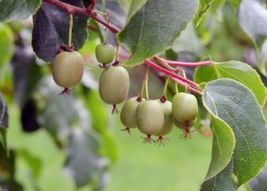 Actinidia 2 Hardy Kiwi Live Plants Anna and Meader 2.5&quot; Pot Fruit Garden Oudoor - £51.15 GBP