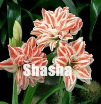 100 Seeds Amaryllis Seed Not Bulbs White Light Red Stripes Double Flowers Fresh  - £5.68 GBP