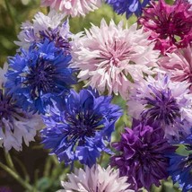 50 pcs Cyans Double Mix Bachelor&#39;s Button Seed Annual Seed Flower - £9.03 GBP