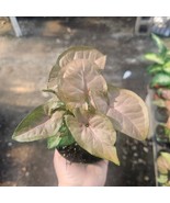Syngonium Regina Red | Arrowhead Vine | Colorful Syngonium | 4in pot - $18.80