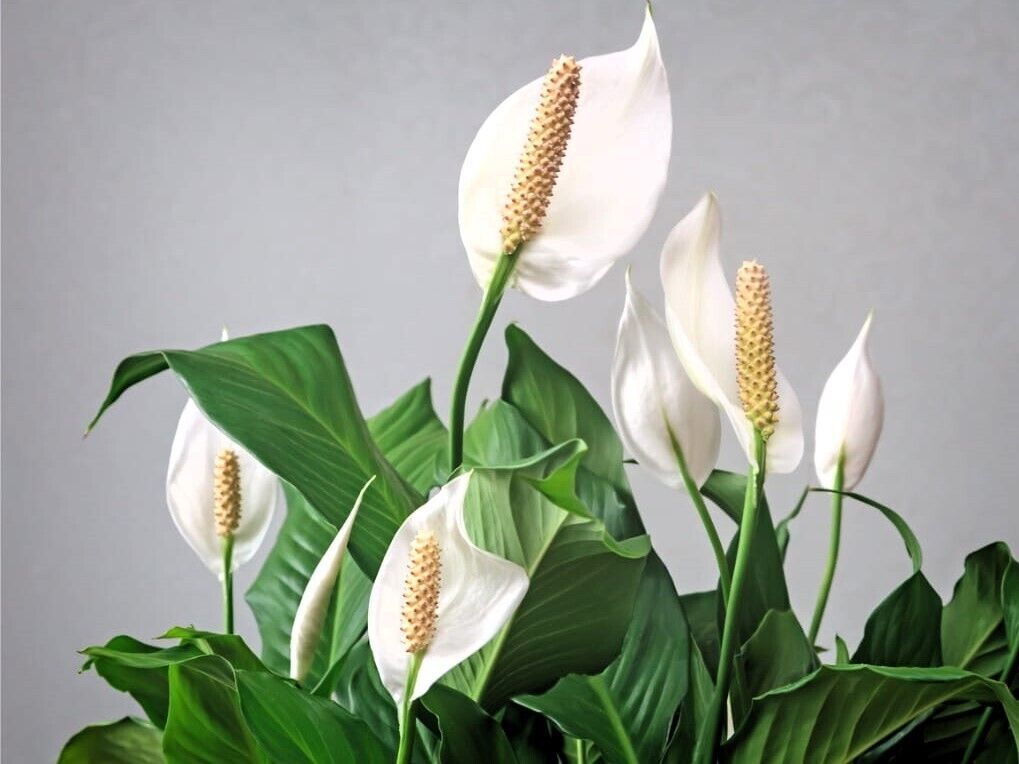 4" Pot Spathyphyllium Peace Lily Live Plant HousePlant Indoor Outdoor - $33.80