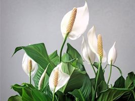 4&quot; Pot Spathyphyllium Peace Lily Live Plant HousePlant Indoor Outdoor - £27.01 GBP