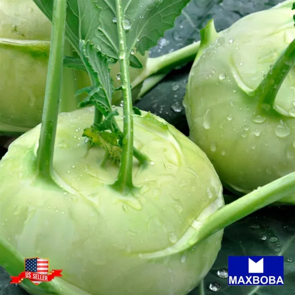 250+ Early White Vienna Kohlrabi Seeds Non Gmo Heirloom Fresh Garden Beautiful - $6.98