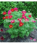 SL 10Pcs Chinese Peony Flowers Seeds Rose Red Double Flowers - $7.49 CAD