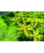 Aquarium Plant Tropica Pond Proserpinaca Palustris Pot Marsh Mermaid Wee... - £19.69 GBP