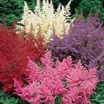 50 White Pink Red Astilbe Seeds Bunter Shade Perennial Garden Flower Seed - £9.82 GBP