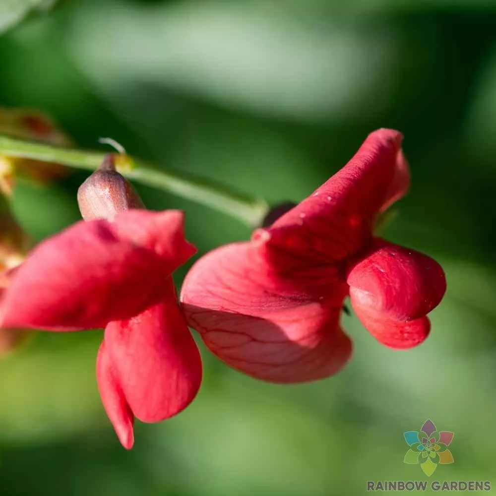 Fresh Seeds 50 Everlasting Red Sweet Pea Seeds for Planting Garden - $10.96