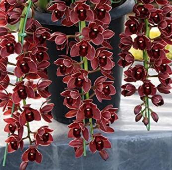 100 Pcs Dark Red Chinese Cymbidium Orchid See Ed Flower See Ed Potted Pl... - $5.19