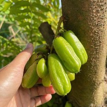SEPTH Bilimbi Averrhoa Bilimbi Live Fruit Tree 12-Inch-1Ft Arbol Frutal ... - £46.54 GBP