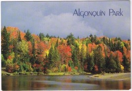 Postcard Autumn Woods Algonquin Park Ontario 4 1/2&quot; x 6 3/4&quot; - £3.08 GBP