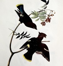 Bohemian Waxwing Bird Lithograph 1950 Audubon Antique Art Print DWP6A - $562.94 MXN
