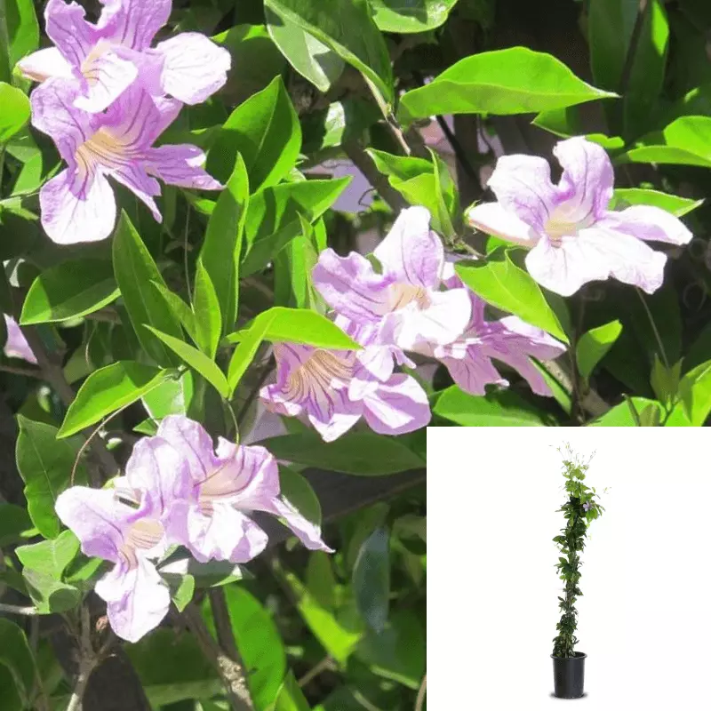 Clytostoma Callistegioides 1Gallon Purple Violet Trumpet Vine Espalier P... - $44.20