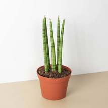 Snake Plant Cylindrica - £31.63 GBP