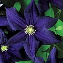 25 Dark Purple Clematis Seeds Bloom Flowers Perennial - £7.87 GBP